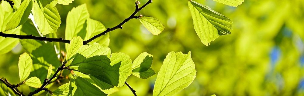 Oak Tree - Tree Removal Can Stop the Spread of Oak Wilt - Stein Tree Service