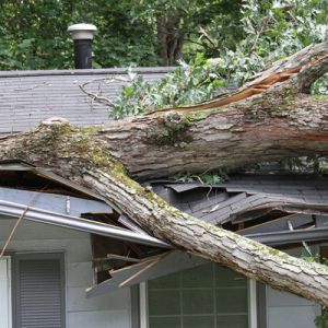 tree care specialists - tree removal in Newark DE