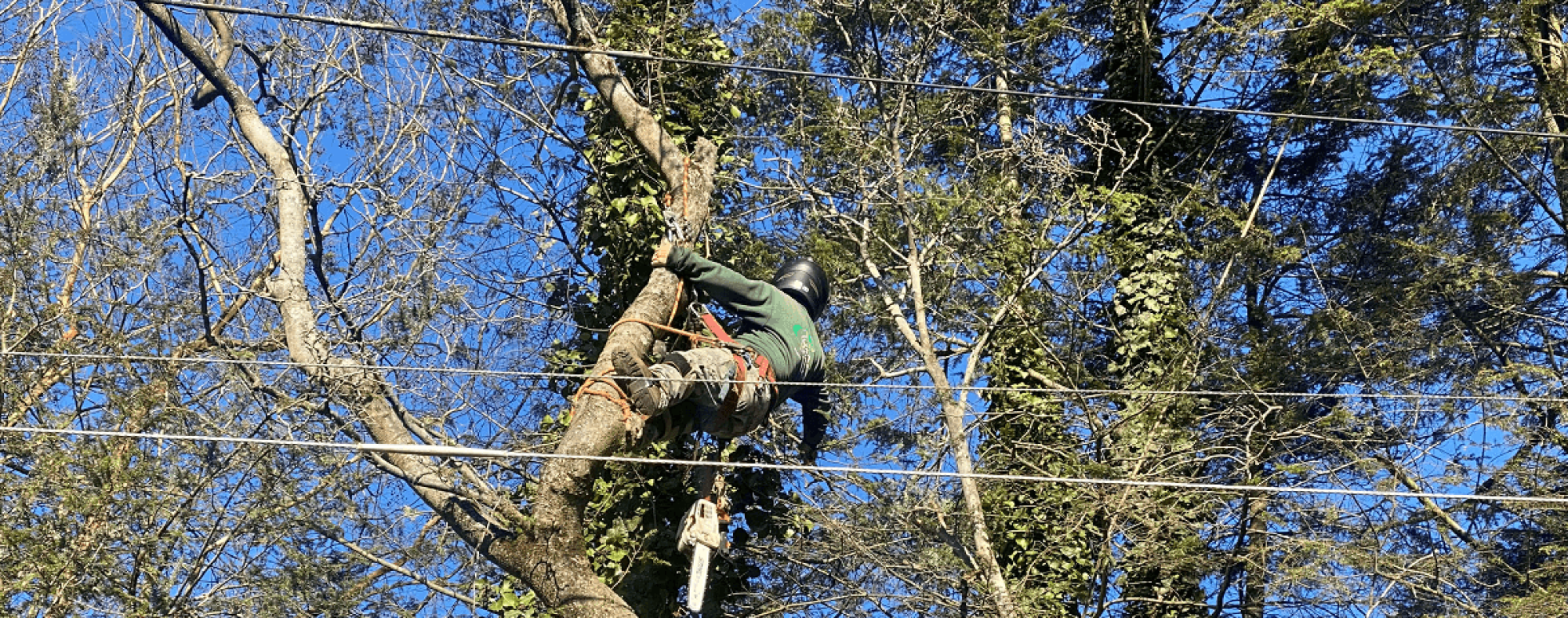 Stein Tree Lift Truck - Tree Trimming in Talleyville DE