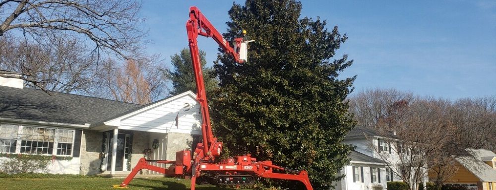 Tree care specialist using spider lift to trim large tree - Stein Tree Service