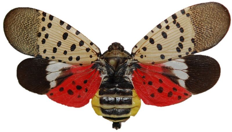 Adult Spotted Lanternfly | Invasive Species Awareness | Stein Tree Service