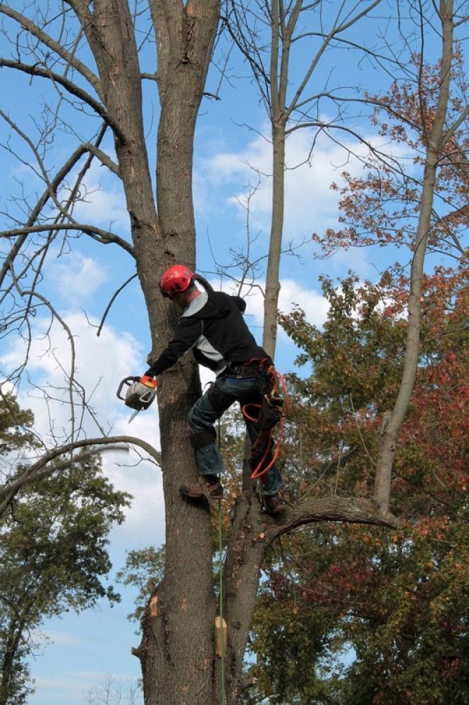 Man climbing tree for trimming | how old should a tree be before pruning | Stein Tree Service