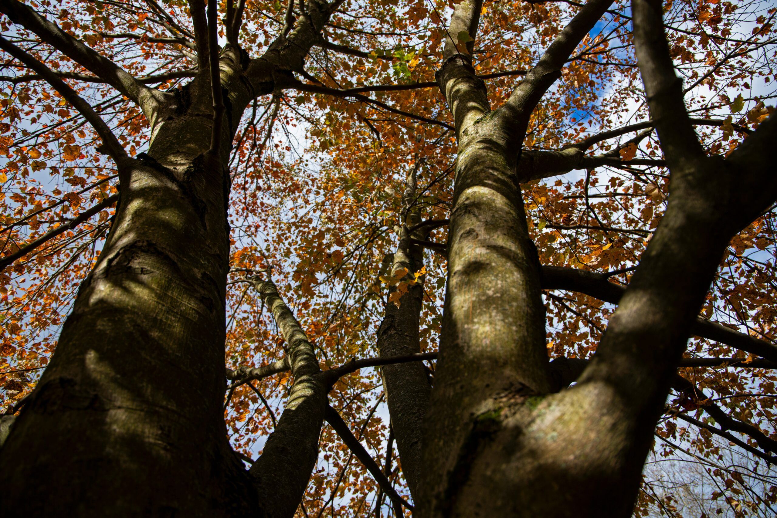 large tree with autumn leaves - tree care in Pike Creek DE - Stein Tree Service