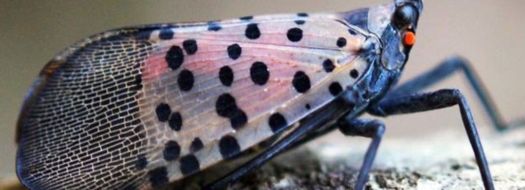 adult spotted lanternfly - stein tree service offers tree care services in all spotted lanternfly quarantine areas
