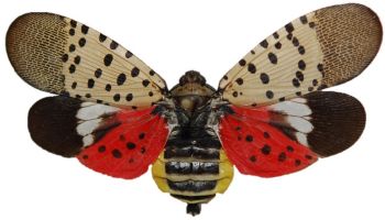 Inspect for Spotted Lanternfly infestation - Stein Tree Service - 1000