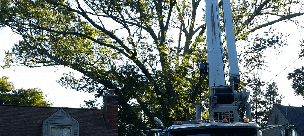 Stein Tree Lift Truck - Tree Trimming in Talleyville DE