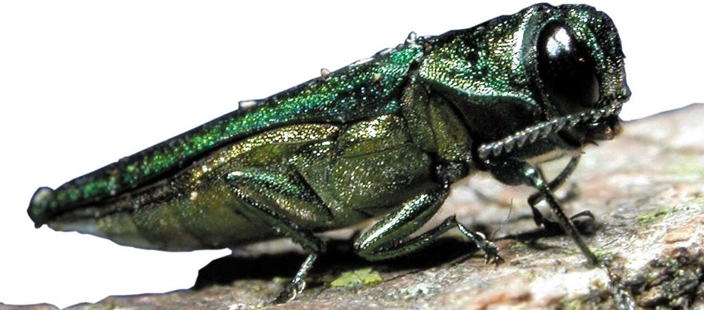 Emerald Ash Borer | Tree Removal May Be Necessary | Stein Tree Service