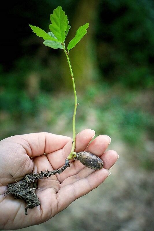 Certified Arborist West Chester tree sapling