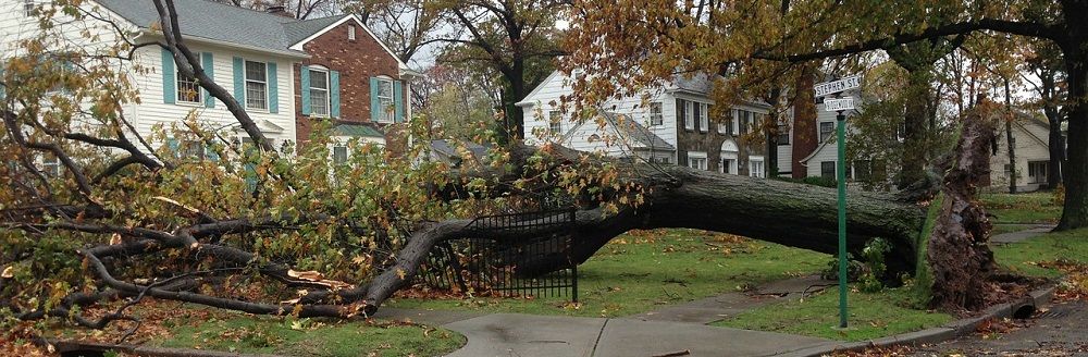 tree uprooted -tree care - Stein Tree