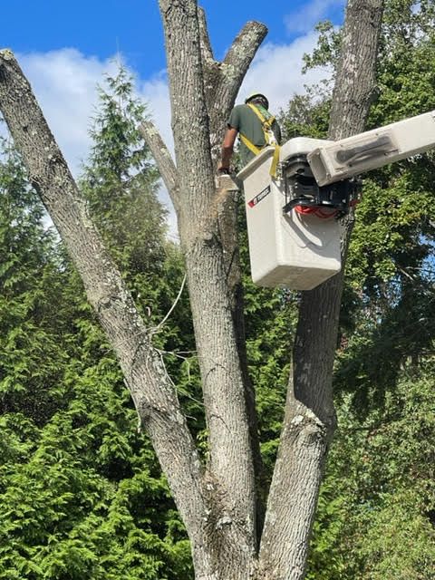 large tree with autumn leaves - tree care in Pike Creek DE - Stein Tree Service