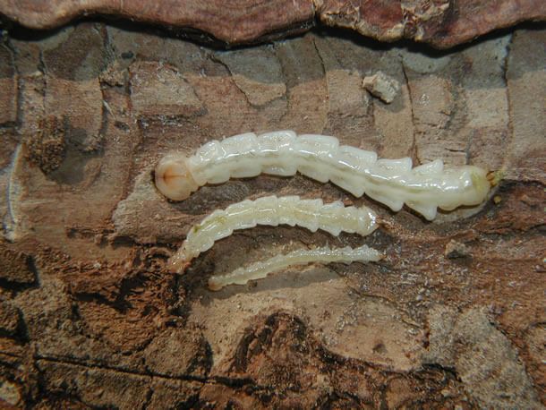 Emerald Ash Borer Larvae