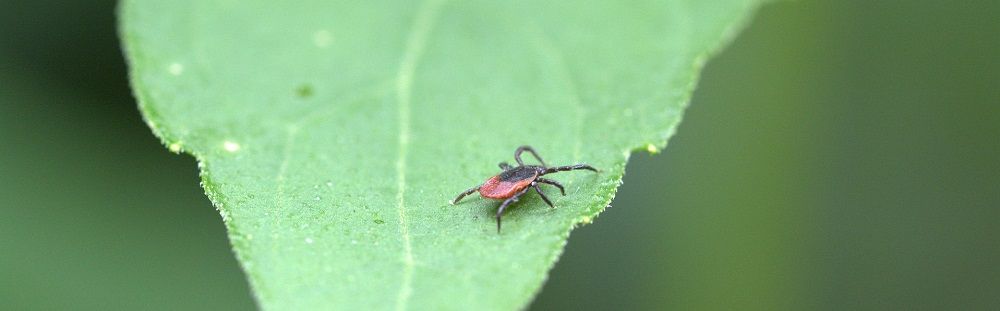 Tick on leaf - Tree Care - Stein Tree Service