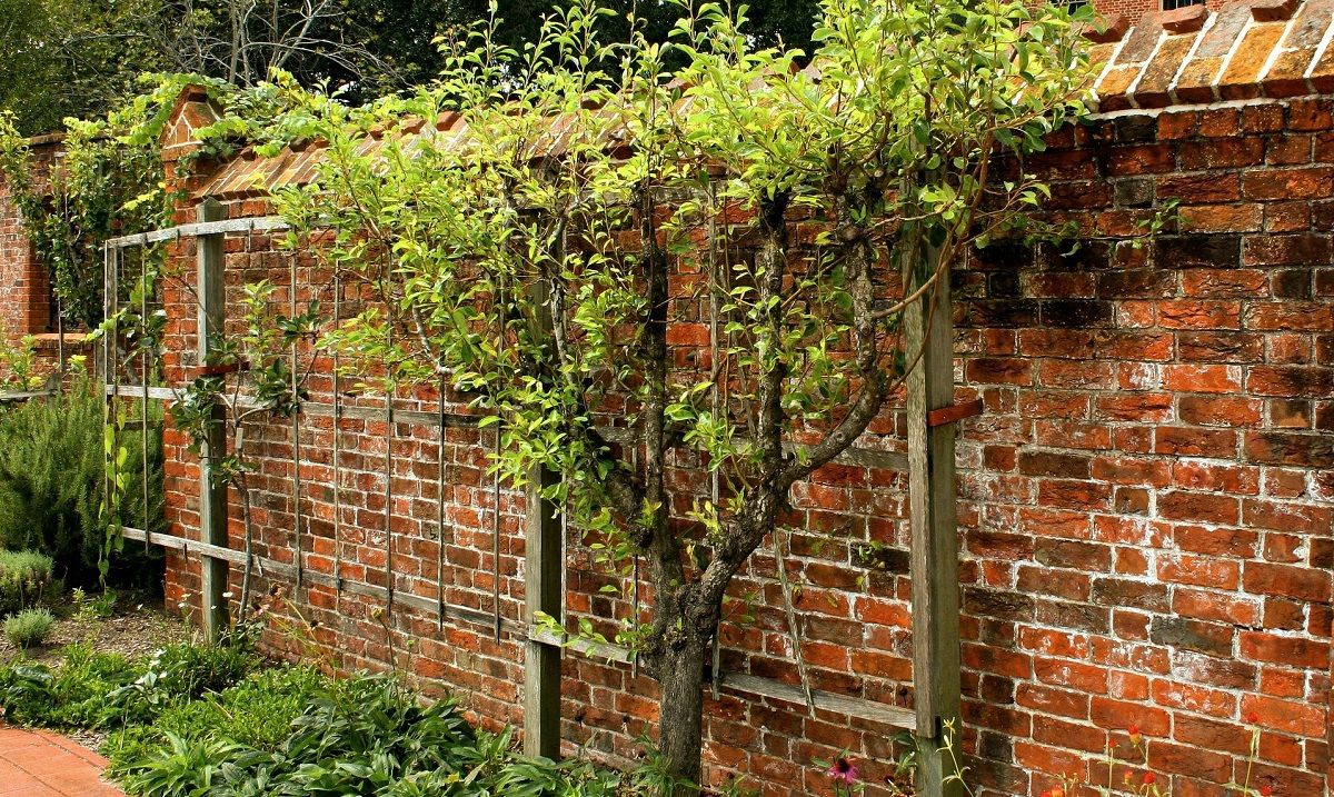 Neatly trimmed tree against a brick wall | train a tree | Stein Tree Service