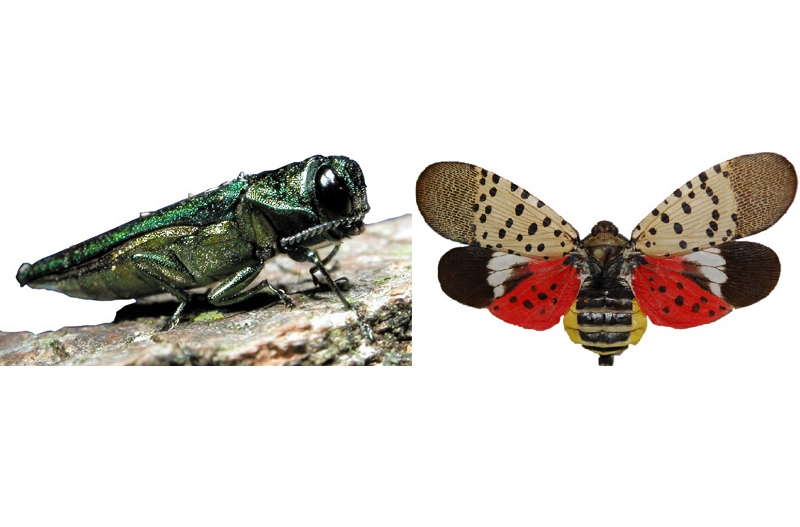 Adult Emerald Ash Borer and Spotted Lanternfly-Invasive Species Awareness- Stein Tree Service