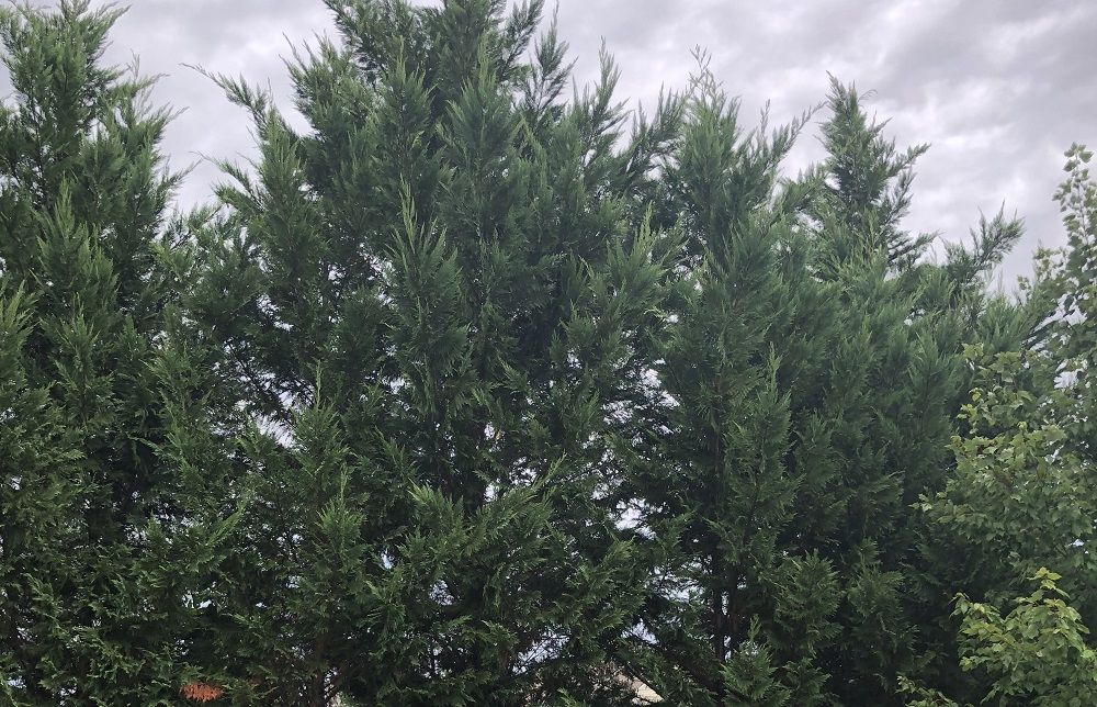 Leyland Cypress - Tree Care - Stein Tree Service