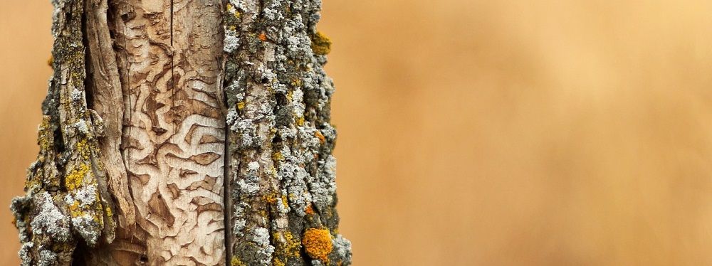 Emerald ash borer S shaped galleries