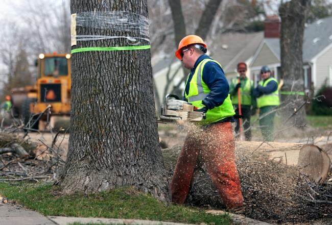 Tree Removal & Clearing