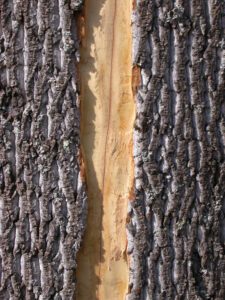 Lightning Strike Tree