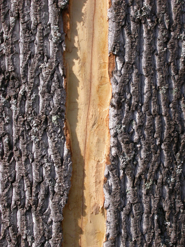 Tree damaged by lightning strike