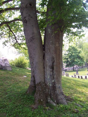 Tree Cabling & Bracing Services by a Master Certified Arborist