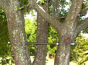 Tree Cabling & Bracing Services by a Master Certified Arborist