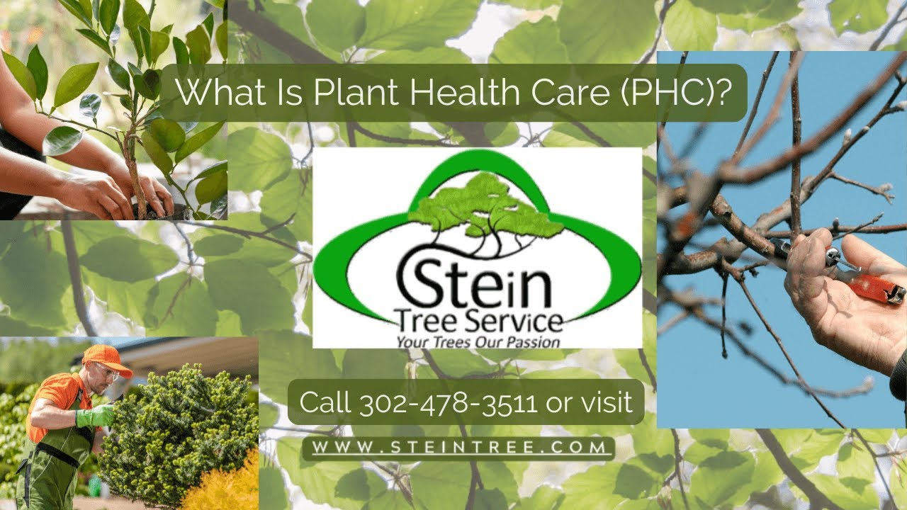 Stein Tree Service gallery 5