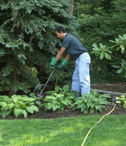 Tree Fertilization