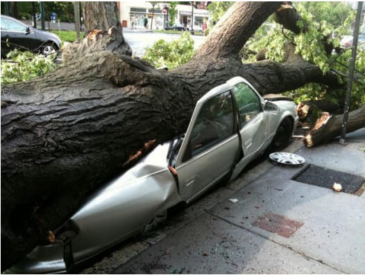 Tree Storm Damage Clean Up