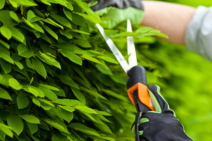 Pruning Shears - Tree Service Contractor- Stein Tree Service