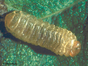 Leafminer Larva