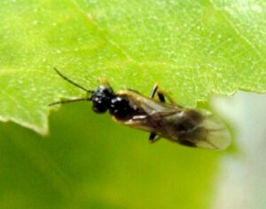 Mature Birch Leafminer