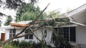 Emergency Tree Removal Service in Wilmington; A tree has fallen onto a house, crushing part of the roof