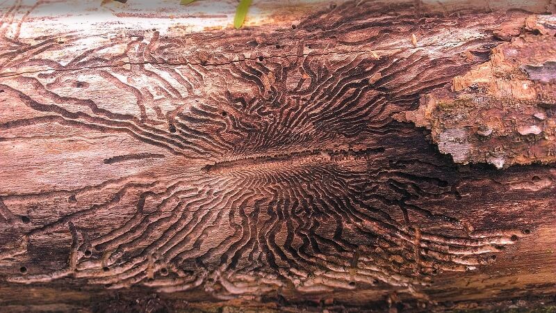 Emerald Ash Borer damage Aston PA S shaped patterns in bark