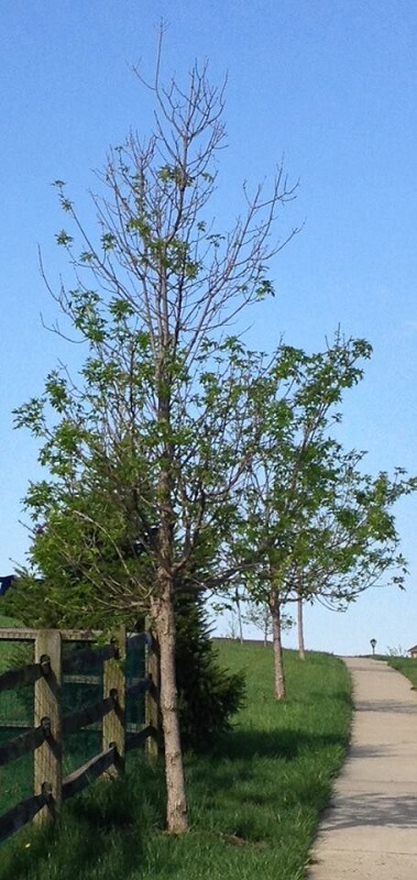 Tree damaged by emerald Ash Borer in Malvern, PA