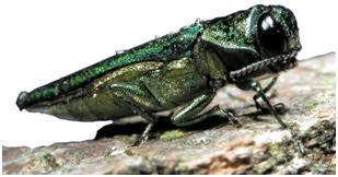 Emerald Ash Borer in Newark