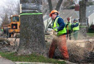 Tree Removal Aston, PA | Stein Tree Services