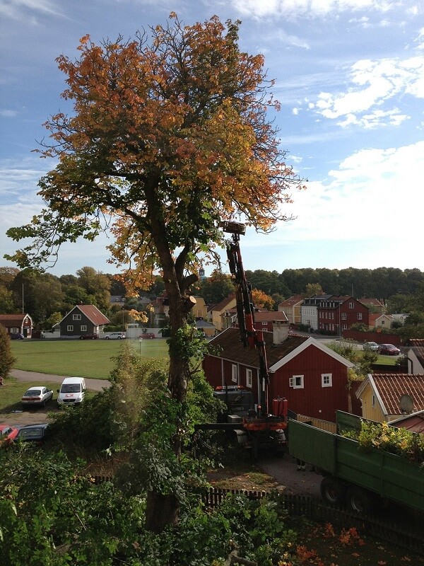 tall tree being trimmed beside a home | tree trimming and pruning in Delaware | Stein Tree Service