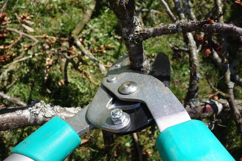 tree trimming and Pruning Chadds Ford PA- pruning-shears | Can You Train a Tree?