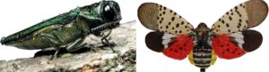 Emerald Ash Borer and Spotted Lanternfly- Stein Tree