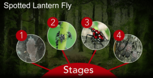 Spotted_Lantern_Fly life cycles - Stein Tree