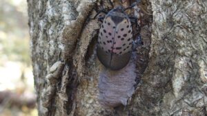 spotted lanternfly on a tree with egg mass