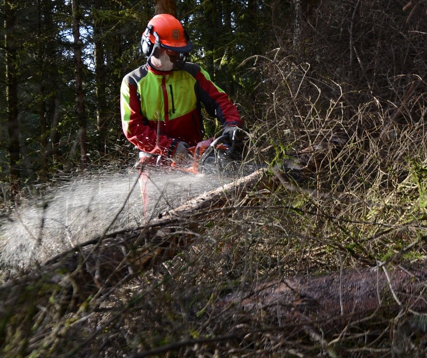 tree care specialialists in Newark DE - removing downed trees - Stein