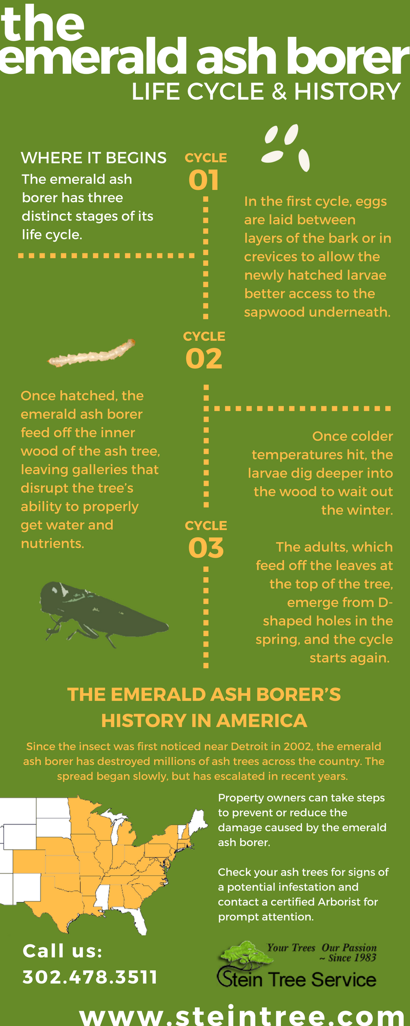 Inspect for Emerald Ash Borer Lifecycle and History - Stein Tree Service