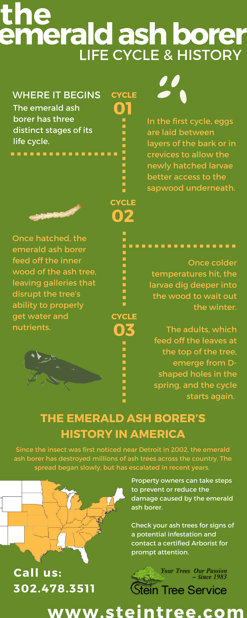 knowing the life cycle aids in inspecting for emerald ash borer stein emerald ash borer life cycle
