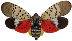 adult Spotted Lanternfly