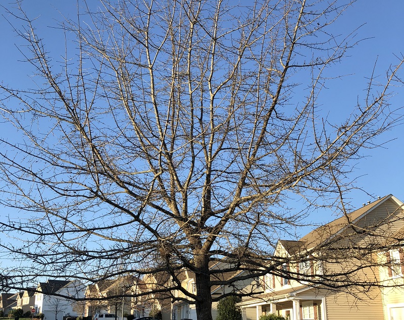 Dormancy and Good Tree Care in Wilmington, DE Stein Tree