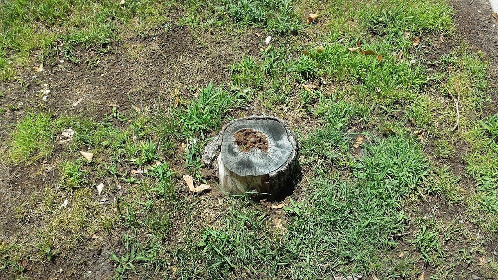 stump with mushroom - tree stump removal and stump grinding - Stein