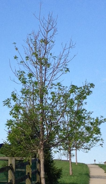 emerald ash borer thinning canopy