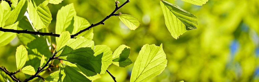Oak Tree - Tree Removal Can Stop the Spread of Oak Wilt - Stein Tree Service