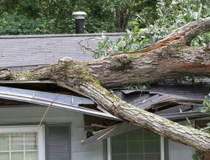 Emergency Tree Removal Service Wilmington DE- Storm Aid